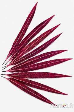 Goudfazant - 20-35 cm - roze